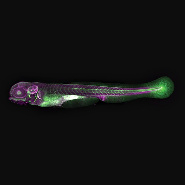 Confocal microscope image of a zebrafish embryo labeled with DSHB antibody SP1.D8 (magenta). PMID: 33561382, Fig. 5A".